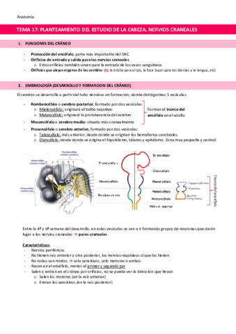 TEMA-17-Planteamiento-del-estudio-de-la-cabeza.pdf