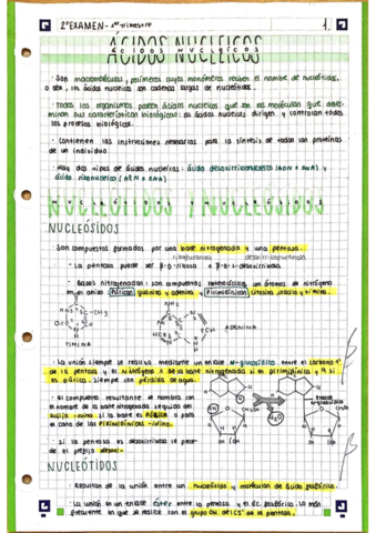 Acidos-nucleicos.pdf