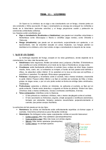 TEMA-11-ALGAS.pdf