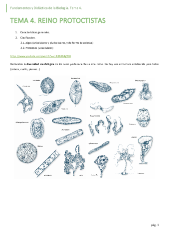 04-protoctistas.pdf