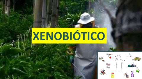 Xenobioticos.pdf