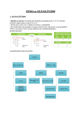 t2-glucids.pdf