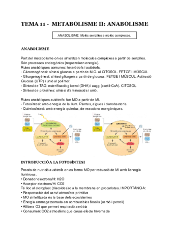 TEMA-11-METABOLISME-II-ANABOLISME.pdf