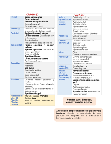 HUESOS-Y-MUSCULOS.pdf