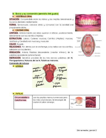 SISTEMA-DIGESTIVO.pdf