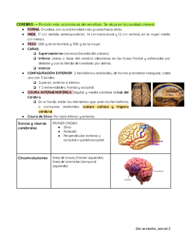 SISTEMA-NERVIOSO.pdf