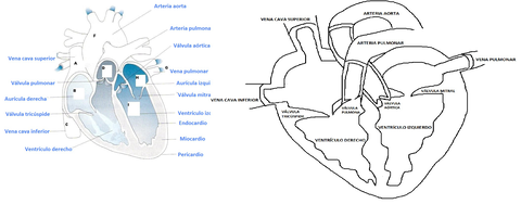 partes-del-corazon.jpg