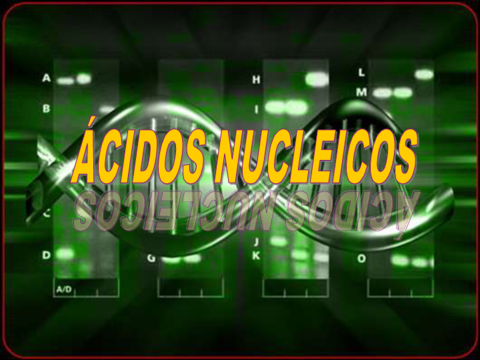 acidos-nucleicos.pdf