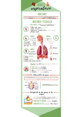 Infografía Sistema Respiratorio.pdf