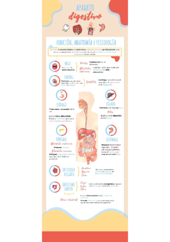 Infografía Aparato Digestivo.pdf