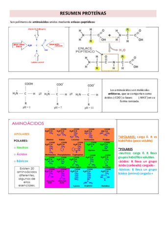 resumen-proteinas-y-enzimas.pdf