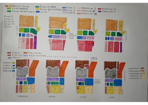 HUESOS-DEL-TARSO-Y-CARPO.pdf