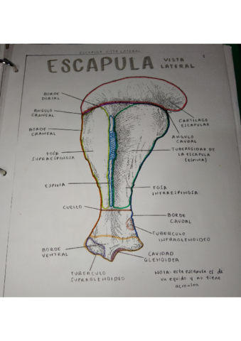 OSTEOLOGIA-ESCAPULA.pdf