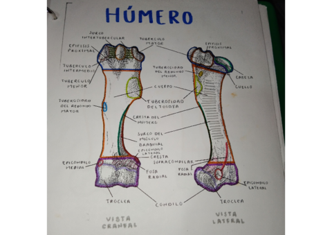 OSTEOLOGIA-HUMERO.pdf