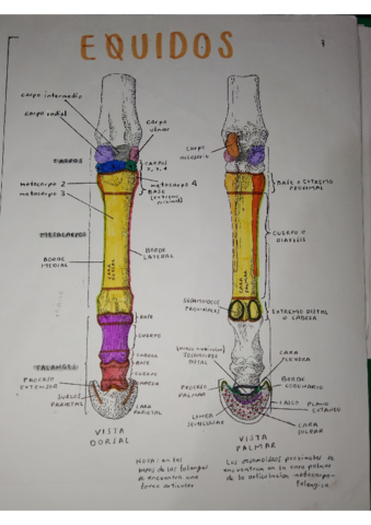 TARSOS-Y-CARPOS-EQUIDOS.pdf