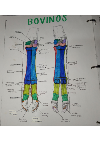 TARSOS-Y-CARPOS-BOVINOS.pdf