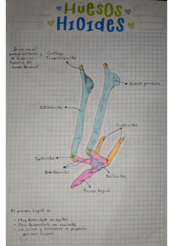 HUESOS-HIOIDES.pdf