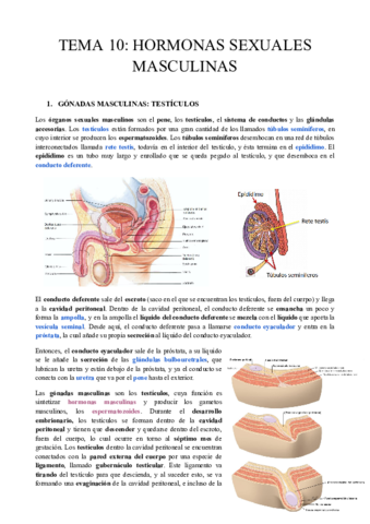 TEMA-10-HORMONAS-SEXUALES-MASCULINAS-CORREGIDO.pdf