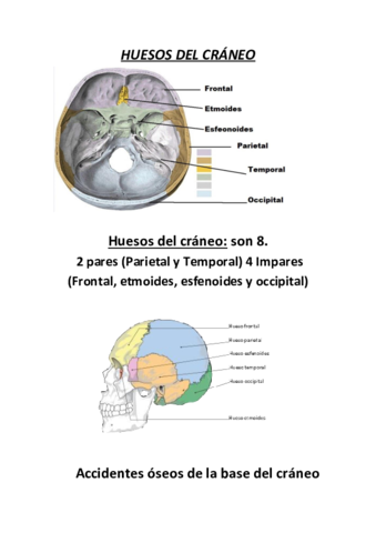 Apunte-de-Craneo.pdf