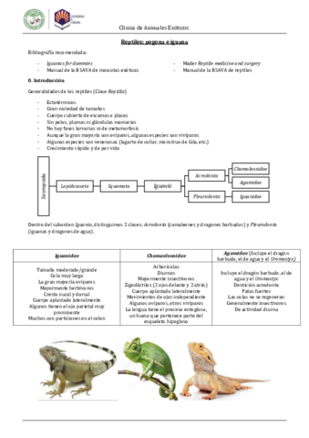 PogonaIguana.pdf