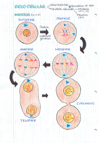 Mitosis-y-meiosis.pdf