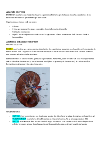 Aparato-excretor.pdf