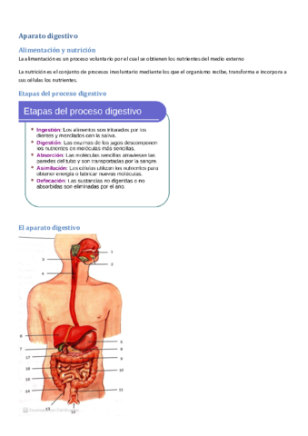 Aparato-digestivo.pdf