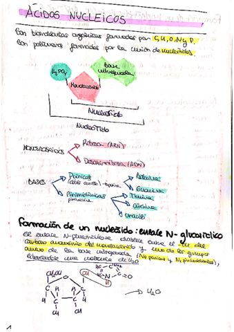 Acidos-nucleicos.pdf