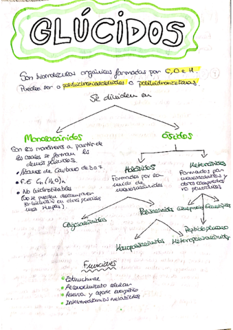 Glucidos.pdf