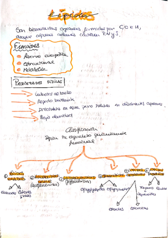 Lipidos.pdf