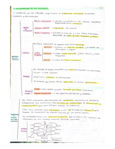 anatomia.pdf
