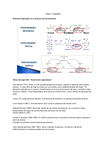 TEMA-2-ENZIMAS.pdf
