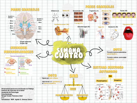 Mapa-4-Pares-Craneales-y-SNA.pdf