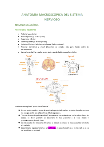 apuntes-t4-neuro.pdf