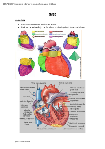 CORAZON-Y-MEDIASTINO.pdf