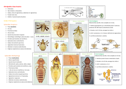 Artropodos-clase-Insecta.pdf