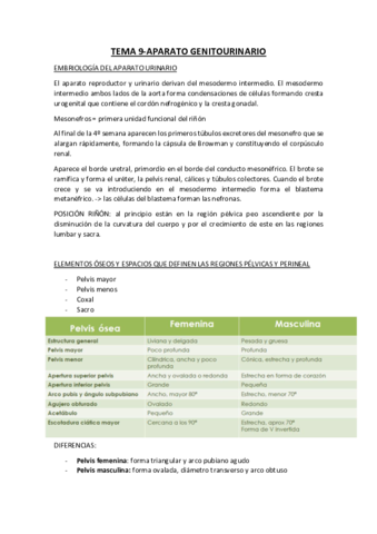 Tema-9-ANATOMIA-sistema-urogenital-2.pdf