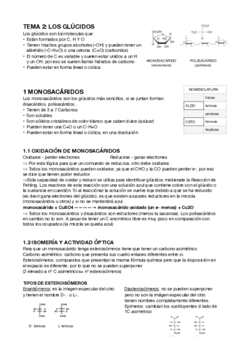 GLUCIDOS.pdf