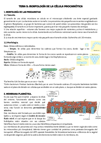 TEMA-5-micro-.pdf