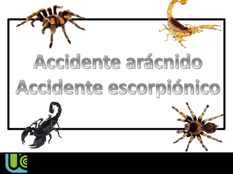 Accidente-aracnido-DIAPOS.pdf