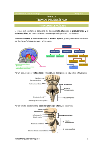 Tema-13-Tronco-del-encefalo.pdf
