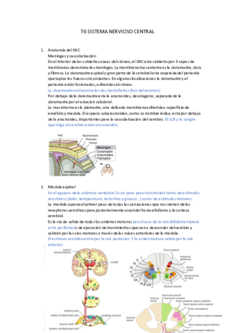 T6-SISTEMA-NERVIOSO-CENTRAL.pdf