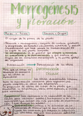MORFOGENESIS.pdf