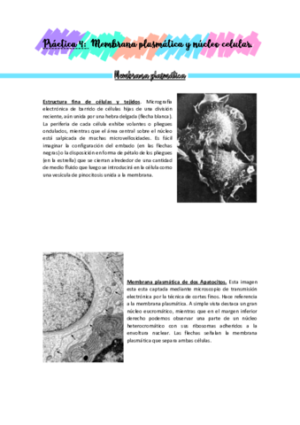Practicas-BioCel-reconocimiento-de-imagenes.pdf