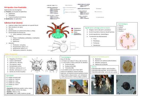 Artropodos-clase-Arachnida-acaros.pdf