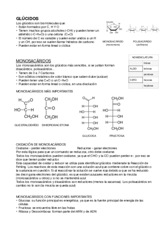 GLUCIDOS-copia.pdf