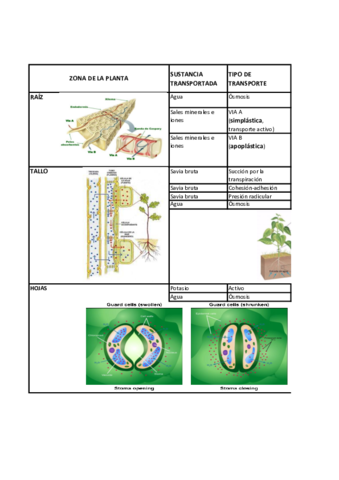 tabla-partes-de-la-planta-bio-1obto.pdf