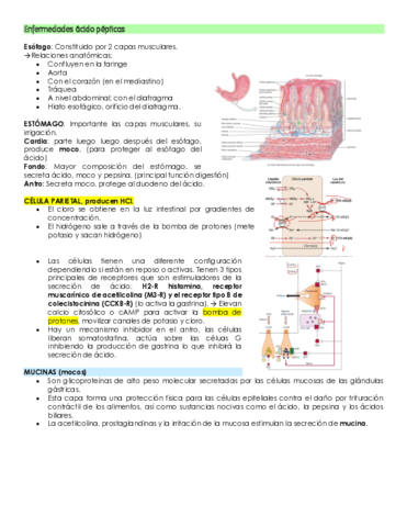 Enfermedades-acido-pepticas.pdf
