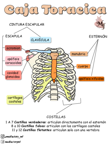 caja-toracica-MF.pdf