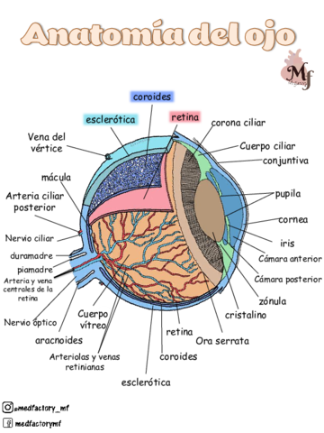 anatomia-del-ojo.pdf
